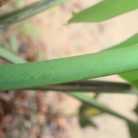 Monstera deliciosa Liebm.